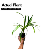 Biryani Leaf Plant / Pandan Plant / Rambha Plant /Basmati Plant (Pandanus amaryllifolius) Ornamental/Medicinal Live Plant (Home & Garden)