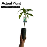 Avocado ( Pinkerton ) grafted / Butter Fruit ( Persea americana ) Fruit Live Plant (Home & Garden)