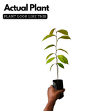 Star Apple / Milk fruit / Golden Leaf Tree (Arlo Chrysophyllum cainito) Fruit Live Plant (Home & Garden)