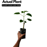 Flowering Plant Birth Star: Rohini (Plant: Hanuman Kireedam / Krishnakireedam / Red Pagoda) (Clerodendrum paniculatum) Flowering/Ornamental Live Plant (H&G)