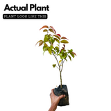 Luvikka / Lovlolika Loovy / Indian Coffee Plum (Flacourtia jangomas) Fruit/Ornamental Live Plant (Home & Garden)