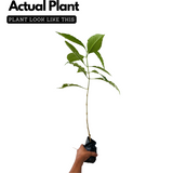 Adalodakam / Malabar nut (Justicia adhatoda) Flowering/Ornamental/Medicinal Live Plant (Home & Garden)