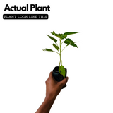 Bird's Eye Chilli / Kanthari (Capsicum annuum) Flowering/Ornamental Live Plant (Home & Garden)