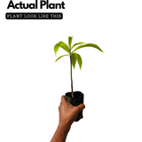 Nagalinga Plant / Cannonball Tree / Nagalinkam (Couroupita guianensis) Flowering/Ornamental Live Plant (Home & Garden)