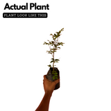 Jaboticaba Precoce / Jabuticaba / Maramunthiri (Plinia cauliflora) Fruit Live Plant (Home & Garden)