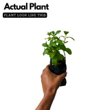 Pudina / Common Mint (Mentha spicata) Ornamental/Medicinal Live Plant (Home & Garden)