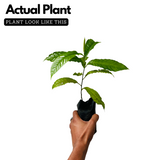 Rudraksha Plant (Elaeocarpus ganitrus) Flowering/Ornamental Live Plant (Home & Garden)