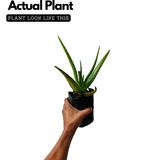 Aloe Vera / Kattarvazha (Aloe vera) Ornamental/Medicinal/ Live Plant (Home & Garden)