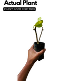 Giloy Plant / Chittamruthu (Tinospora cordifolia) Medicinal Live Plant (Home & Garden)