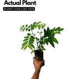 Japan Cheera / Madhura cheera / Mysore cheera (Sauropus Androgynus) Ornamental/Medicinal Live Plant (Home & Garden)