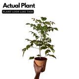 China Baby Doll (Radermachera sinica) Ornamental Live Plant (Home & Garden)