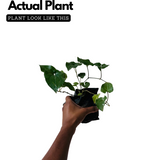 Thippali / Pippalli / Long pepper (Piper longum) Ornamental/Medicinal Live Plant (Home & Garden)