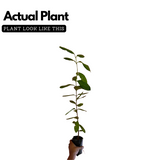 All Spice Plant / Sarvasugandhi / Jamaica pepper (Pimenta dioica) Flowering/Ornamental/Medicinal Live Plant (Home & Garden)