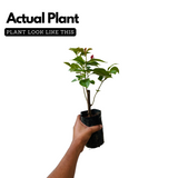 Bougainvillea / Paperflower (Bougainvillea glabra) Flowering/Ornamental Live Plant (Home & Garden)