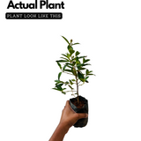 Melastoma Purple (Melastoma malabathricum) Flowering/Ornamental Live Plant (Home & Garden)