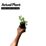 Brahmi Plant (Bacopa monnieri) Ornamental/Medicinal Live Plant (Home & Garden)