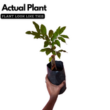 Longan Fruit / Dragon's Eye (Dimocarpus longan) Fruit Live Plant (Home & Garden)