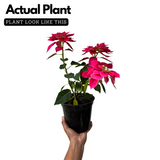 Pink Poinsettia / Christmas Flower (Euphorbia pulcherrima) Flowering/Ornamental Live Plant (Home & Garden)