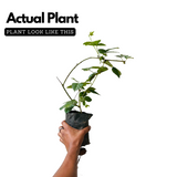 Blackberry (Rubus) Fruit Live Plant (Home & Garden)