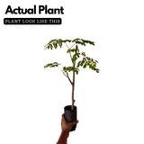 Moringa / Muringa / Drumstick Tree (Layered) (Moringa oleifera) Fruit/Ornamental/Medicinal/ Live Plant (Home & Garden)