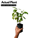 Common Guava Plant / Pera (Psidium guajava) Fruit Live Plant (Home & Garden)
