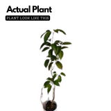 Garlic Vine - ( Mansoa alliacea )Flowering/Ornamental/Medicinal/ Creeper Live Plant (Home & Garden)