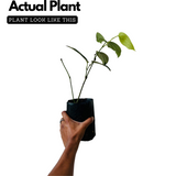 Black Pepper / Kurumulaku (Piper nigrum) Fruit/Ornamental/Medicinal/ Live Plant (Home & Garden)