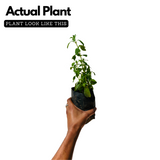 Stevia / Candy Leaf (Stevia rebaudiana) Ornamental/Medicinal Live Plant (Home & Garden)