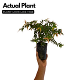 Poocha Pazham / Cat fruit ( Syzygium zeylanicum ) Fruit/Flowering/ Live Plant (Home & Garden)