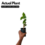 Mulberry (Morus alba) Fruit/Ornamental Live Plant (Home & Garden)