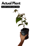 Bush Pepper / Kutti Kurumulaku (Piper nigrum) Fruit/Ornamental/Medicinal/ Live Plant (Home & Garden)