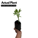 Sambar Cheera | Ceylon Spinach ( Talinum Triangulara ) Flowering/Medicinal Live Plant (Home & Garden)