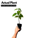 Bleeding Heart (Lamprocapnos) Flowering/Ornamental Live Plant (Home & Garden)