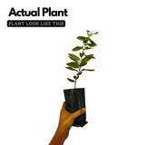 Japanese Honey Suckle - (Lonicera japonica -White Honeysuckle) Flowering | Ornamental| Medicinal Creeper Live Plant (Home & Garden)