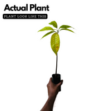 Cocoa Fruit (Theobroma cacao) Fruit Live Plant (Home & Garden)