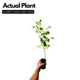 Aparajita / Shankupushpam / Butterfly pea (Clitoria ternatea) Flowering/Ornamental/Medicinal/ Live Plant (Home & Garden)