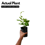 White Mandevilla / Rocktrumpet (Mandevilla boliviensis) Flowering/Ornamental Live Plant (Home & Garden)