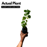 Panikoorka / Indian borage / Indian mint / Mexican mint / Mexican oregano / Spanish thyme (Coleus Aromaticus) Medicinal Live Plant (Home & Garden)