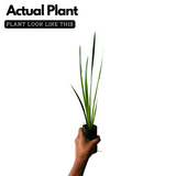 Vayambu / Sweet Flag / Vasambu (Acorus calamus) Medicinal Live Plant (Home & Garden)