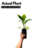 Peace Lily (Spathiphyllum) Flowering/Ornamental Live Plant (Home & Garden)