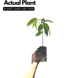 Sita Ashoka Plant / Ashoka Tree (Saraca asoca) Flowering/Ornamental Live Plant (Home & Garden)