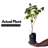 Star Fruit Grafted (Averrhoa carambola) Fruit Live Plant (Home & Garden)