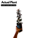 Miniature Strawberry Guava / Red Guava (Psidium cattleianum) Fruit Live Plant (Home & Garden)