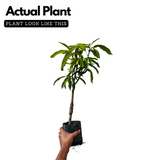 Alphonso Mango (Grafted) (Mangifera indica) Fruit Live Plant (Home & Garden)