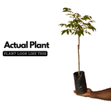 Sweet Ambazham / Ambarella (Grafted) (Spondias mombin) Fruit Live Plant (Home & Garden)