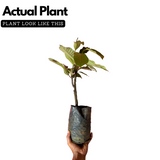 Nutmeg / Jaathi (Bud) ( Myristica fragrans ) Fruit/Medicinal Live Plant (Home & Garden)