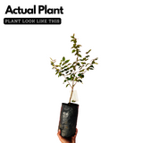 Surinam Cherry / Brazilian cherry ( Eugenia uniflora ) Fruit/Flowering/Ornamental Live Plant (Home & Garden)