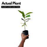 White Chamba / White Java Apple (Syzygium samarangense) Fruit Live Plant (Home & Garden)