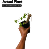 Koval Stem / Ivy Gourd (Coccinia grandis) Fruit/Ornamental Live Plant (Home & Garden)