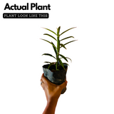 Mahkota Dewa / God's Crown (Seedling) Fruit Plant (Phaleria macrocarpa) Fruit/Medicinal Live Plant (Home & Garden)